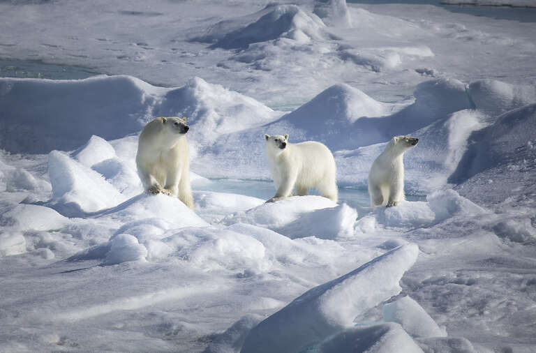 Lire la suite à propos de l’article Arctique