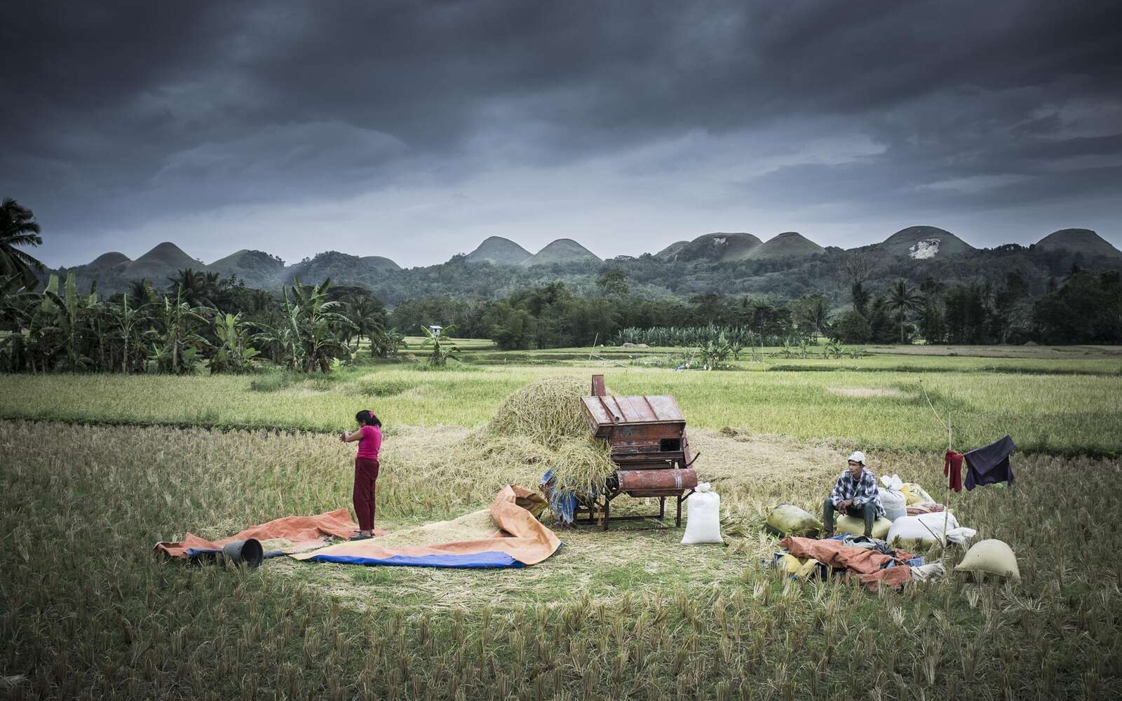 Rizières, Bohol, Philippines